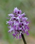 Orchis simia
